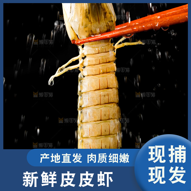 筷子上夹着虾姑