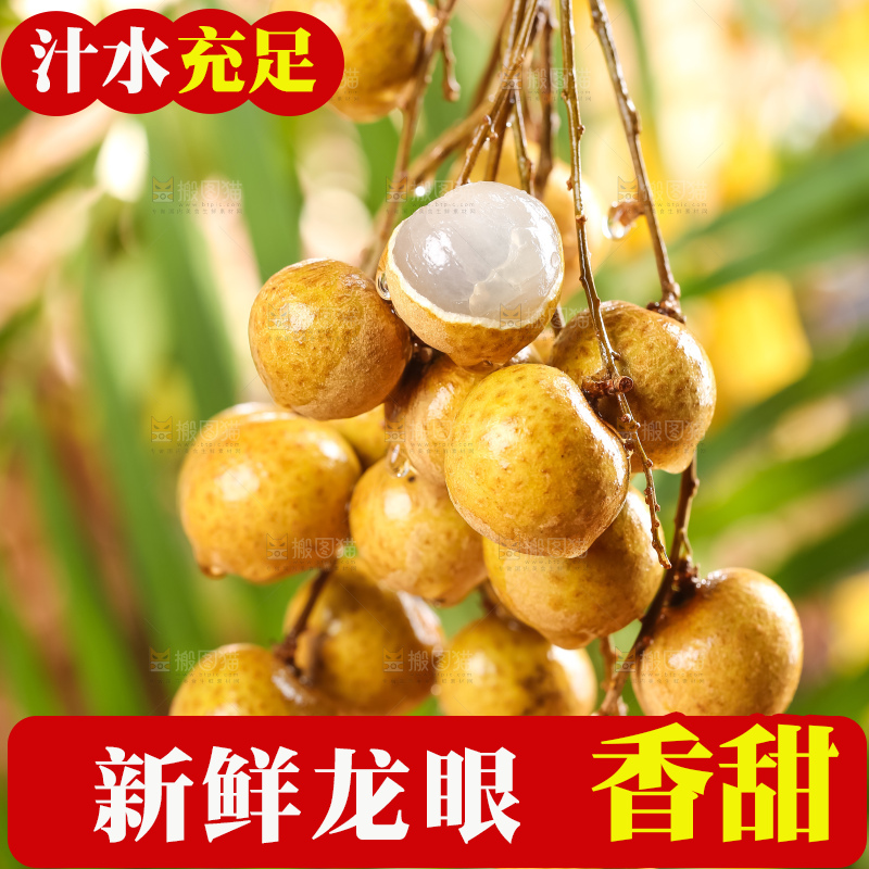 浅底上的广东龙眼