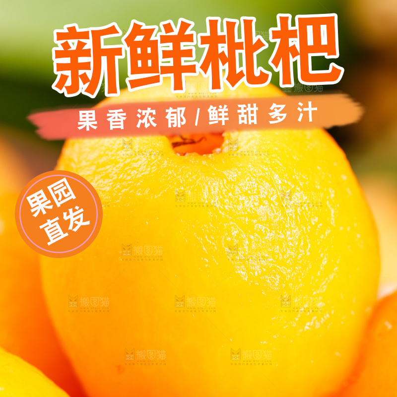 深底上的米易枇杷