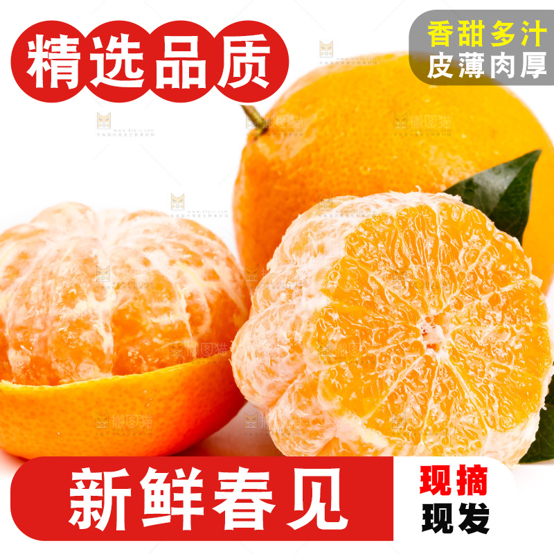 白底上的春见耙耙柑