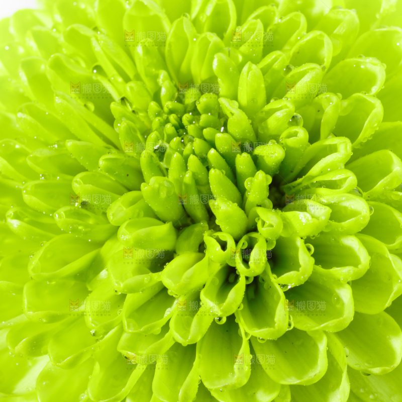 白底上放着绿色绣球菊