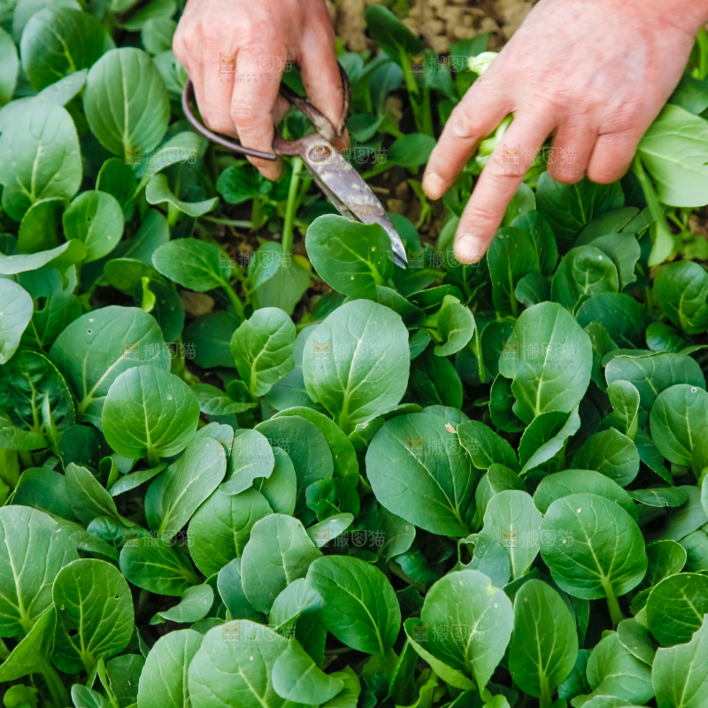 地里种着蔬菜