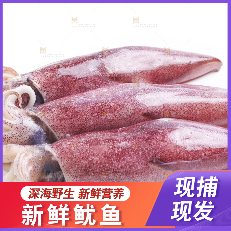 白底上的鱿鱼