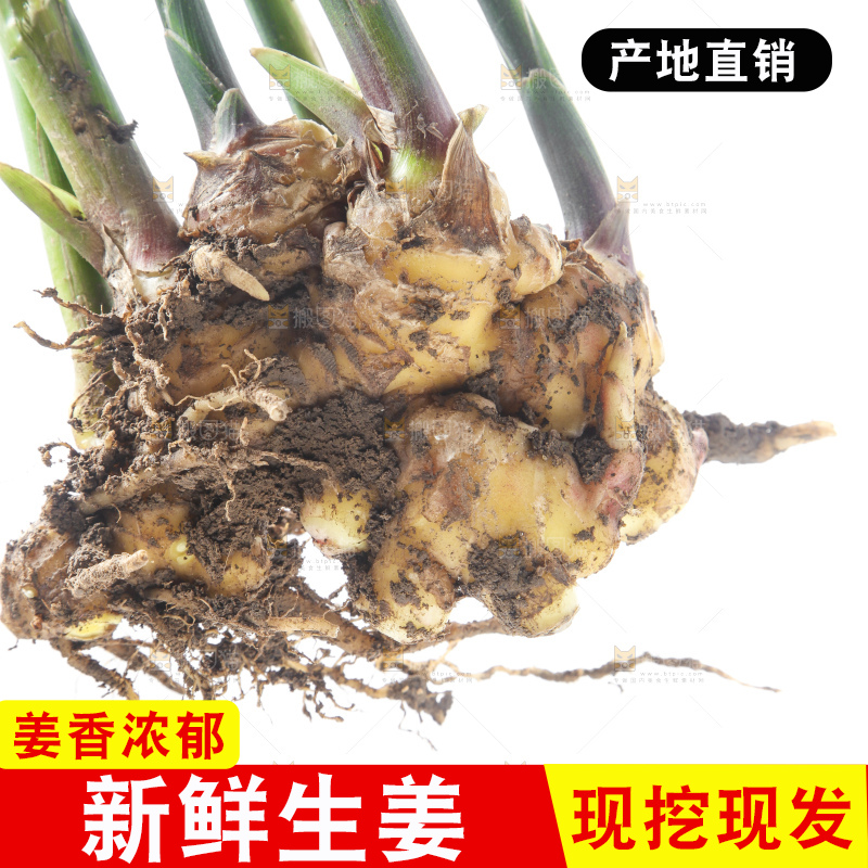 白底上摆放着云南小黄姜