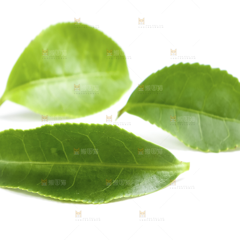白底上的茶叶