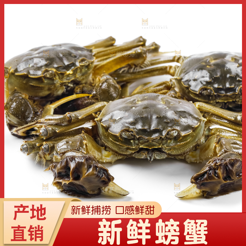 浅底上的鲜活螃蟹