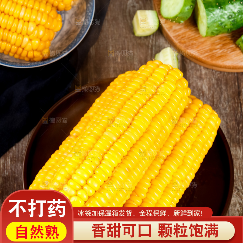 深底上的东北玉米