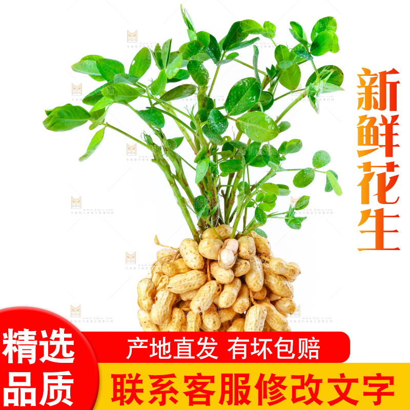 白底上的新鲜花生