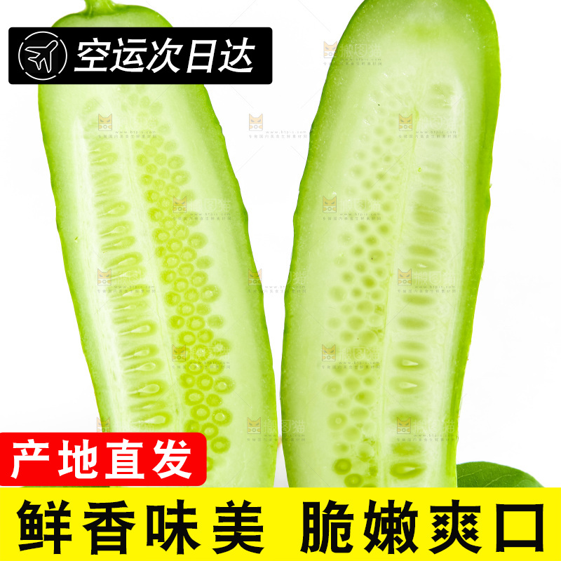 白底上的旱黄瓜