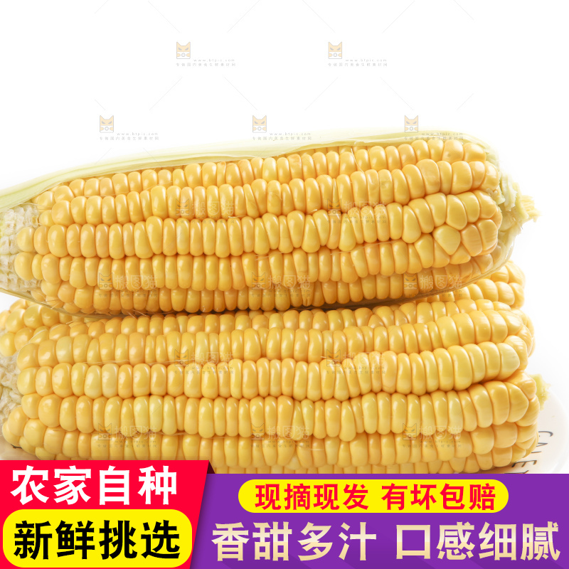 白底上的新鲜玉米