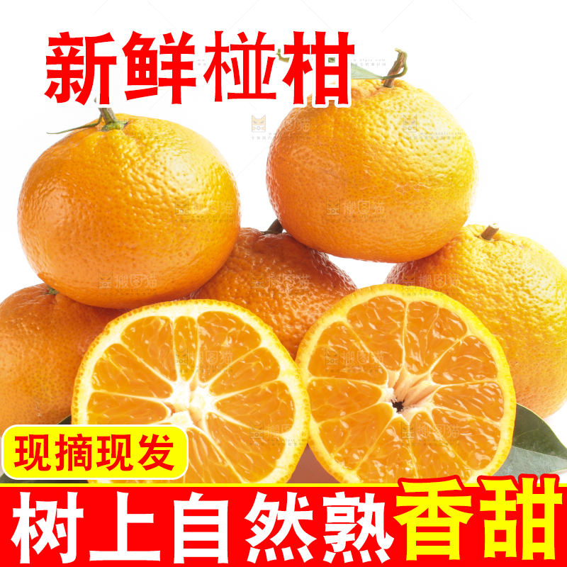 白底上的椪柑橘