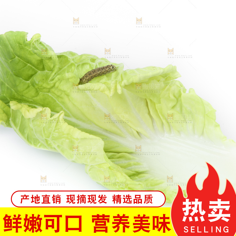 白底上放着大白菜