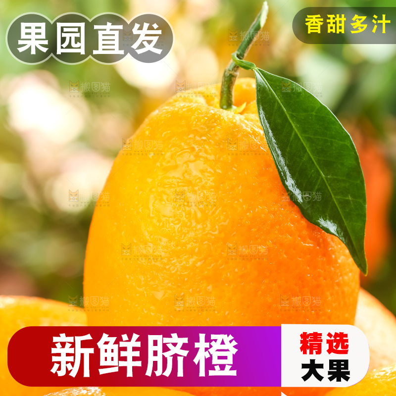 篮子里装着长虹脐橙