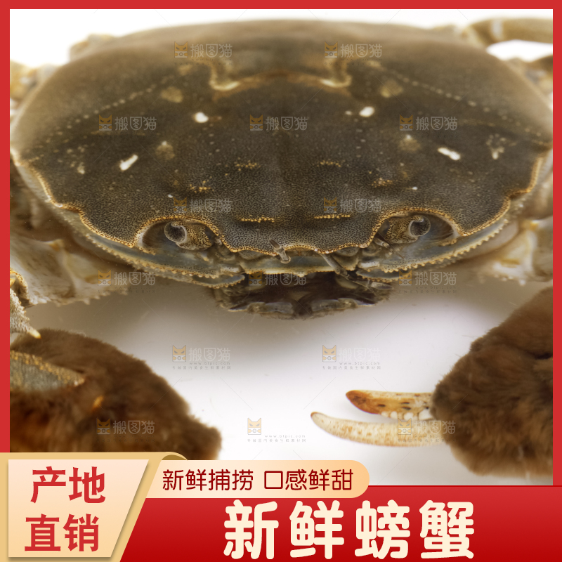 浅底上的螃蟹
