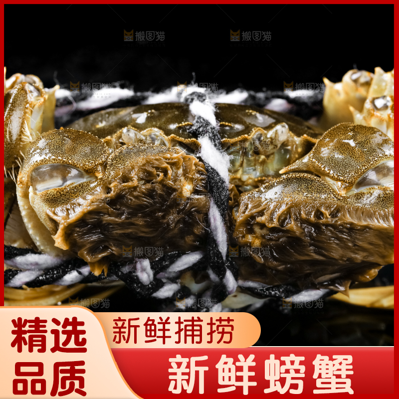 黑底上的鲜活螃蟹