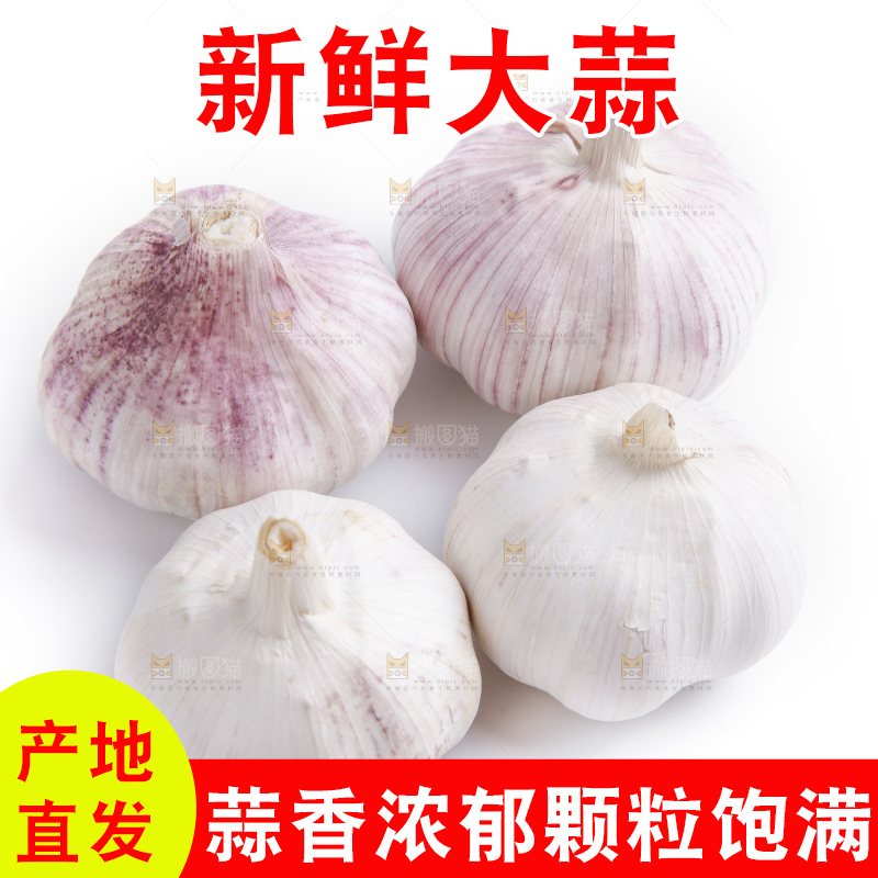 白底上的山东大蒜头