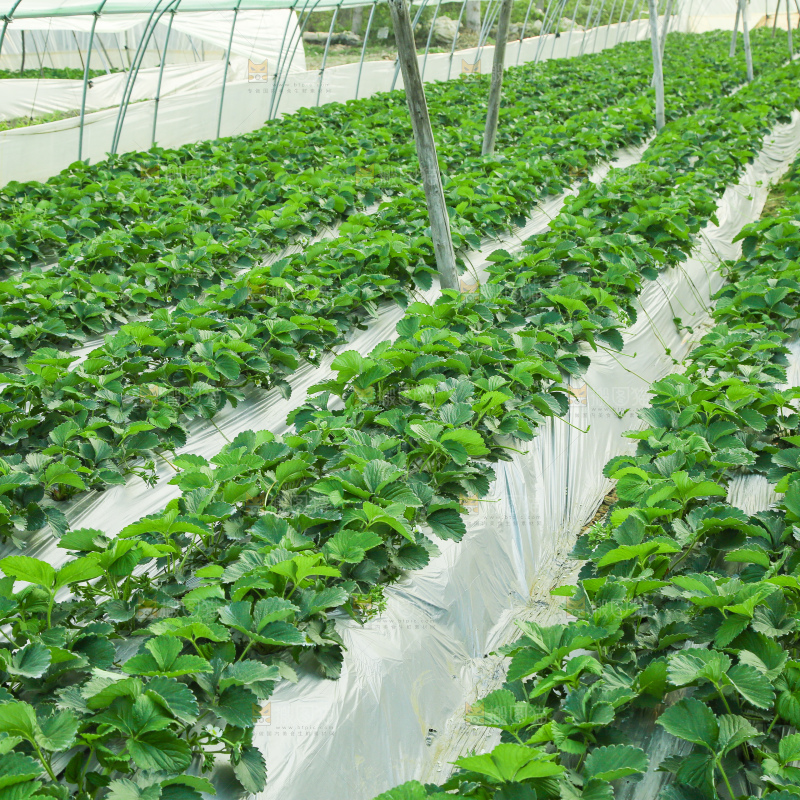 草莓种植基地