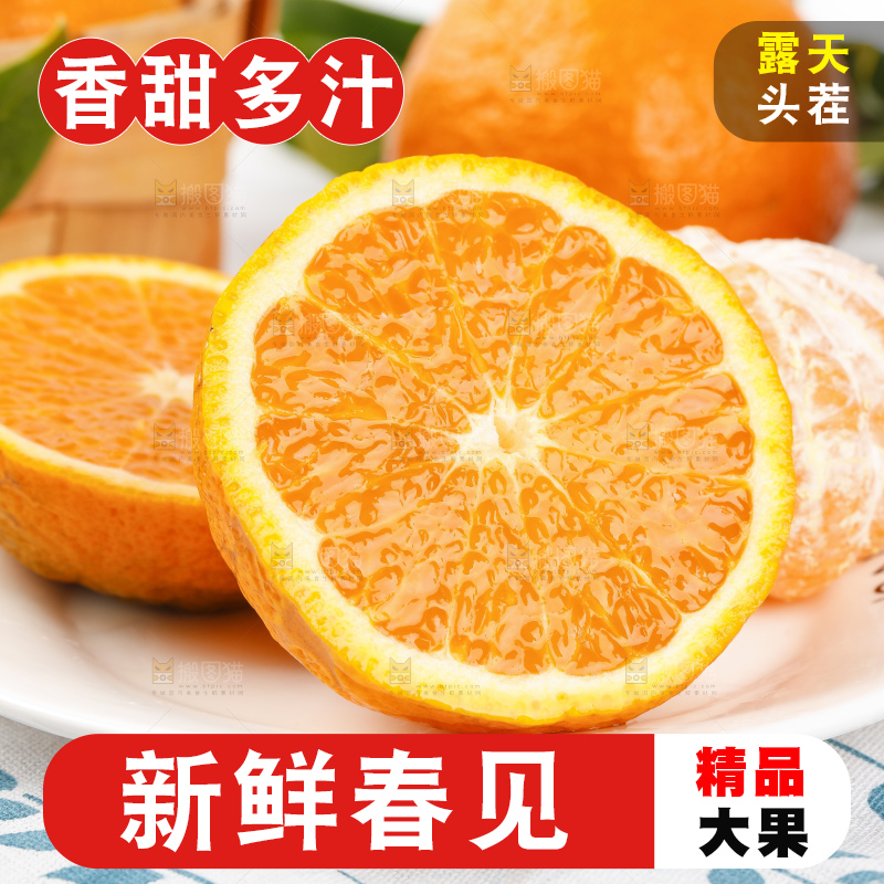 浅底上的春见耙耙柑