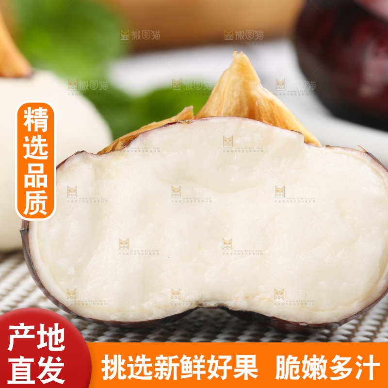 浅底上的马蹄果