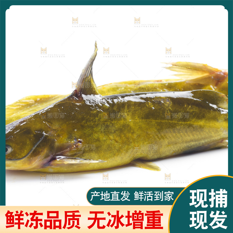 白底上放着黄蜂鱼