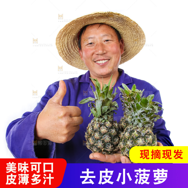 农民手里拿着泰国小菠萝