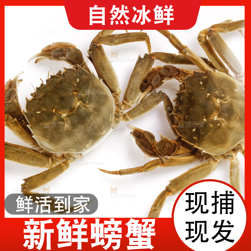 浅底上的螃蟹