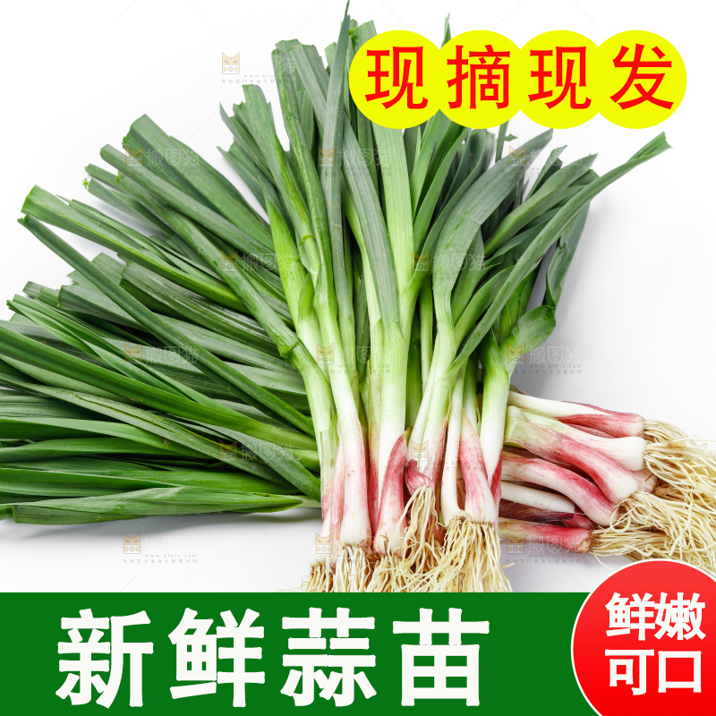 白底上的新鲜蒜苗