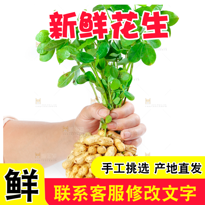 白底上手里拿着新鲜带壳花生
