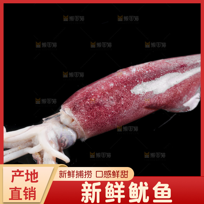 黑底上的鱿鱼