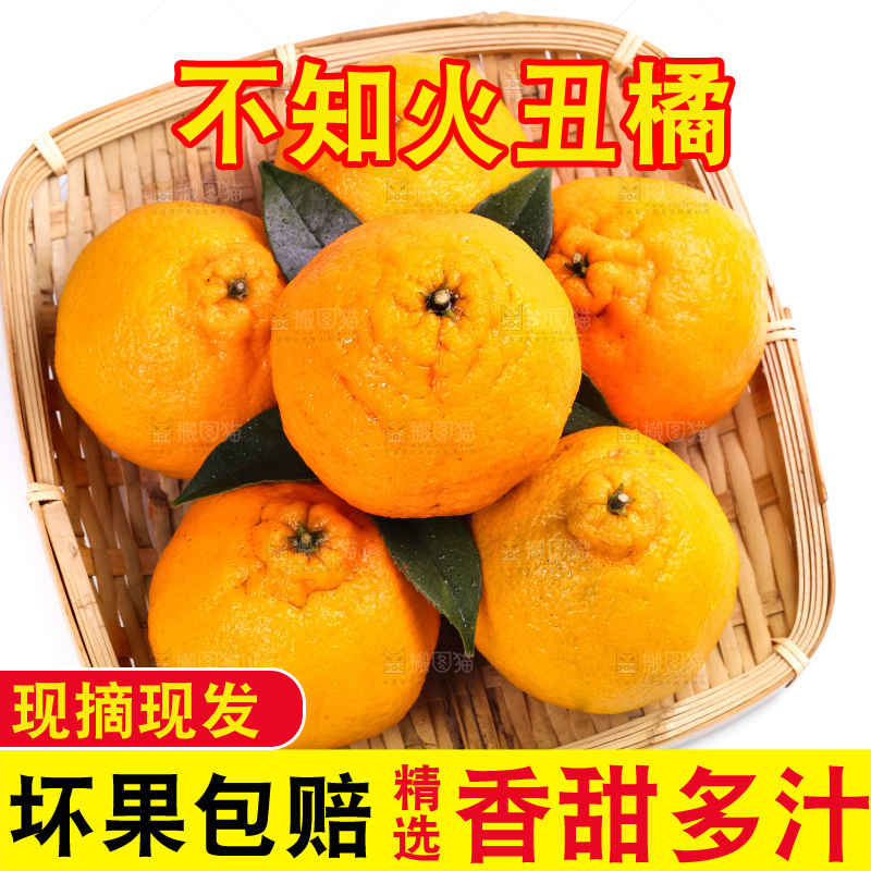 篮子里装着四川丑柑