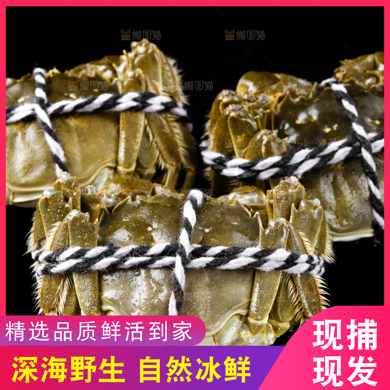 黑底上的鲜活螃蟹