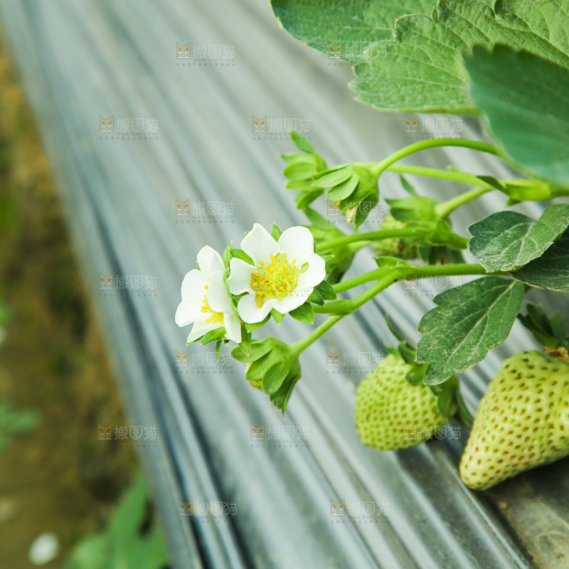 草莓种植基地