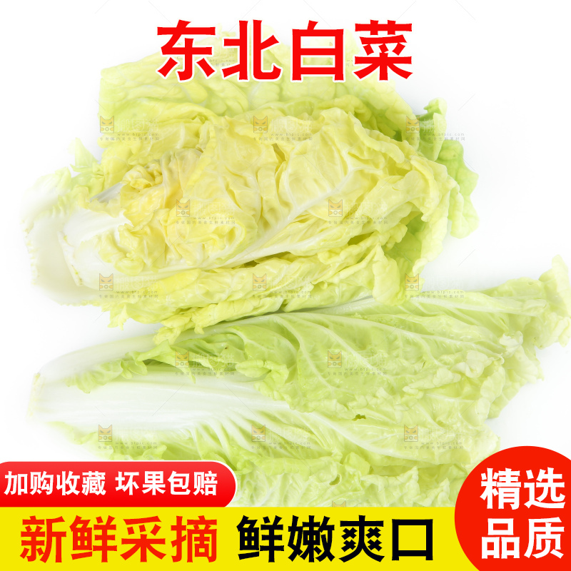 白底上放着大白菜