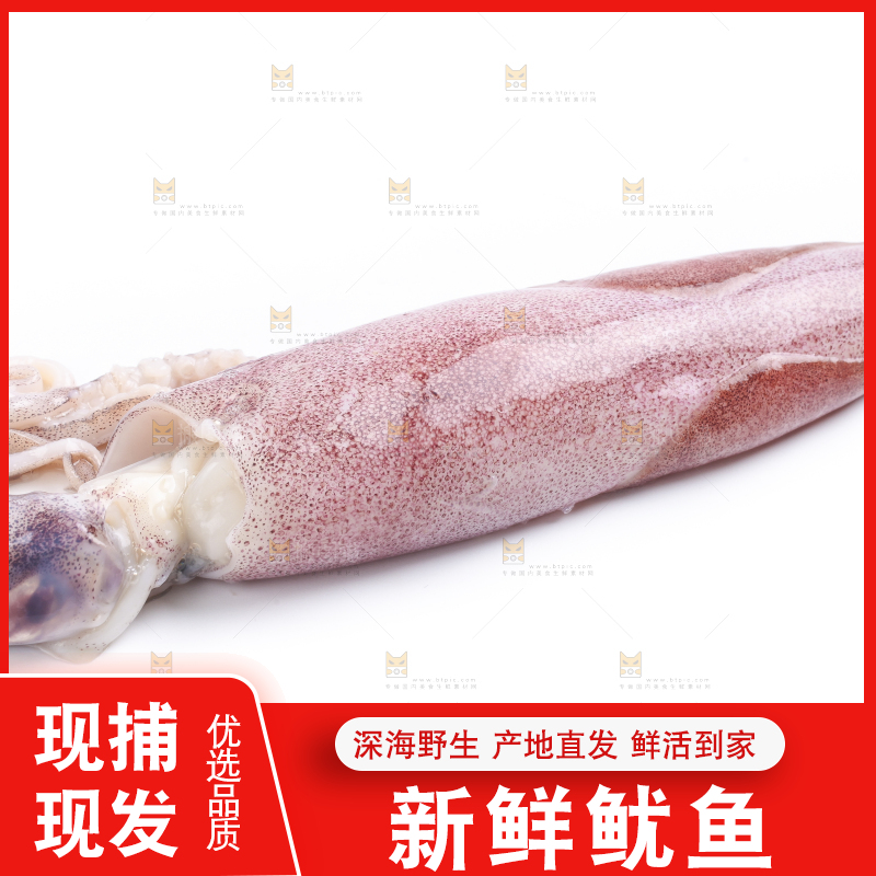 白底上的鱿鱼