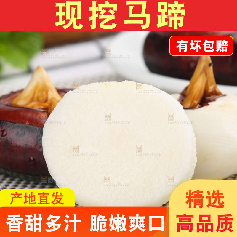 浅底上的马蹄果