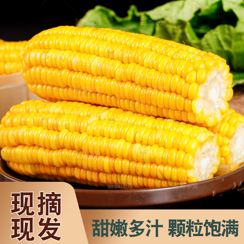 深底上的东北玉米