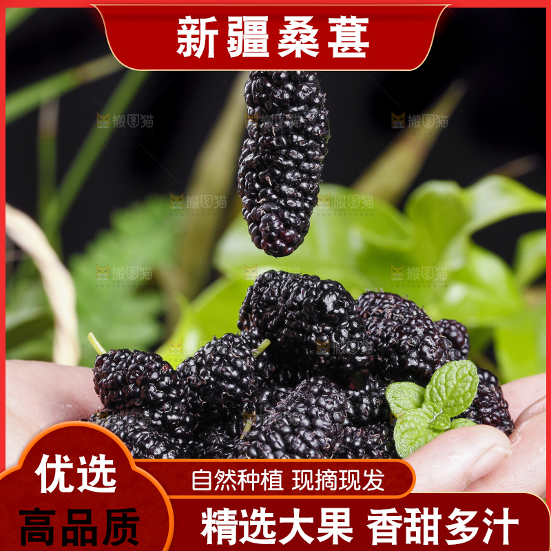 手心里放着桑枣