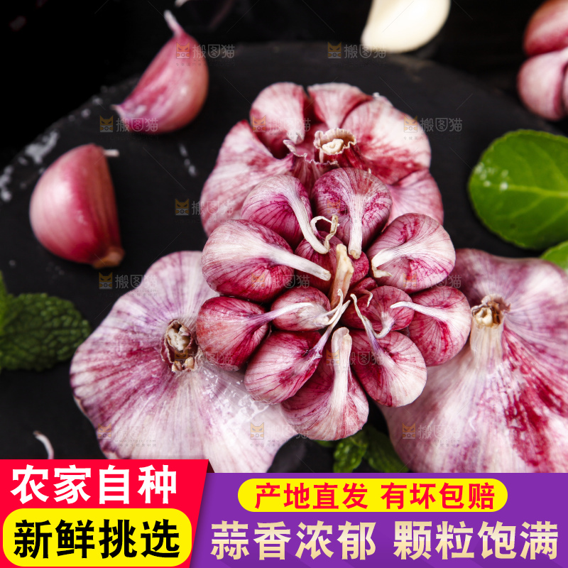 黑底上放着紫皮多瓣大蒜