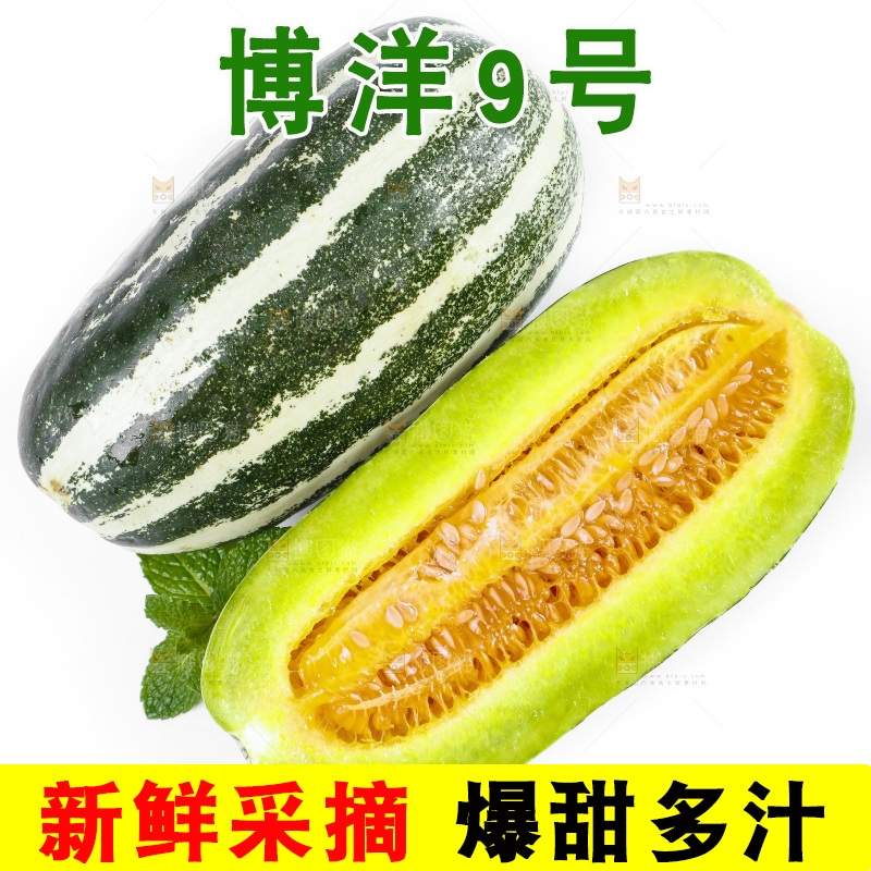 白底上放着山东博洋9号甜瓜