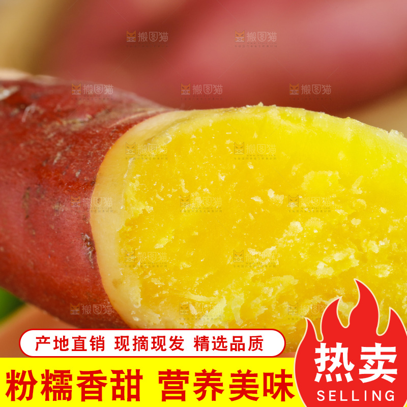 手里拿着天目山小香薯