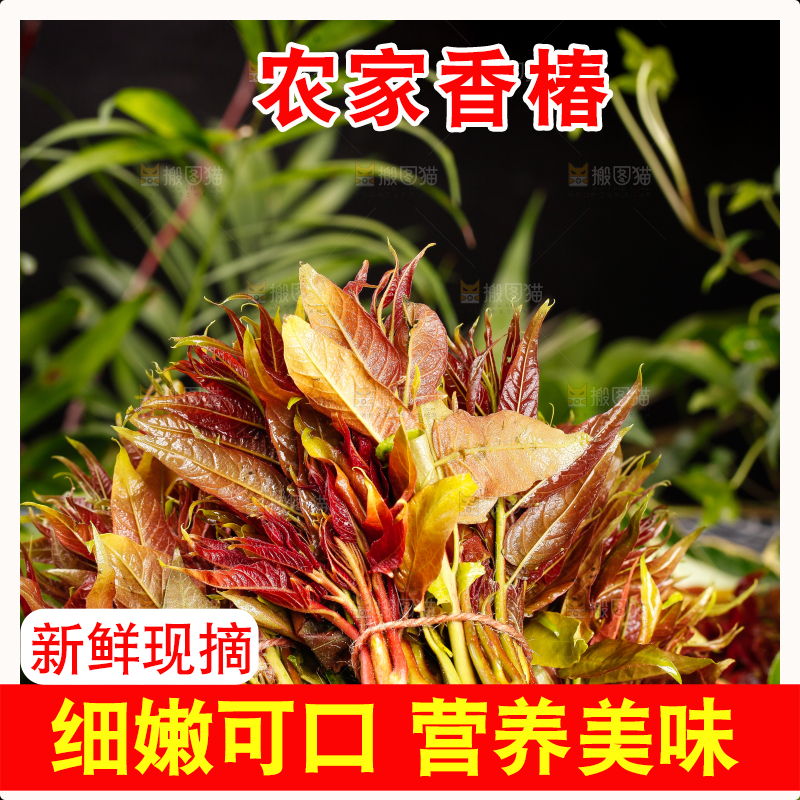篮子里装着新鲜香椿苗