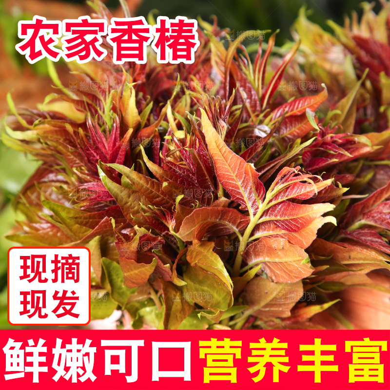 篮子里装着头茬红芽香椿