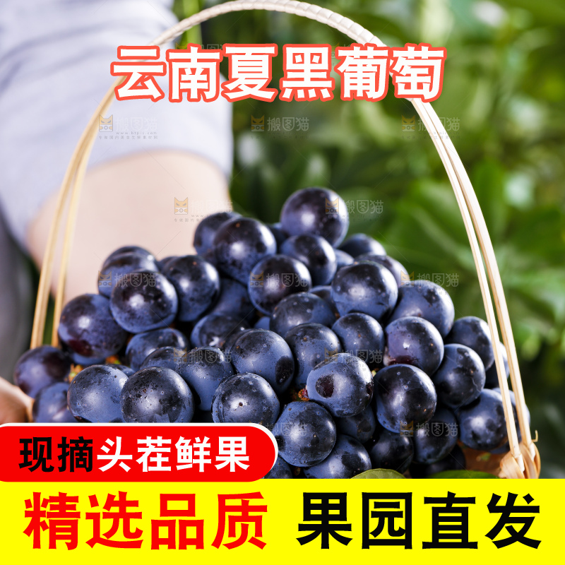 手里端着一篮紫葡萄