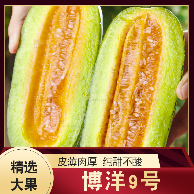 手里拿着博洋香瓜