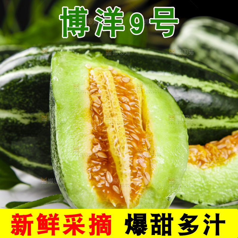盘子里装着山东博洋9号甜瓜