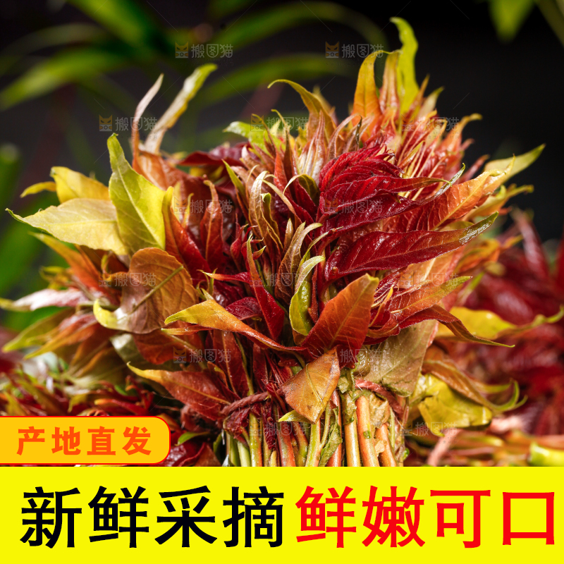 深底上放着香椿芽