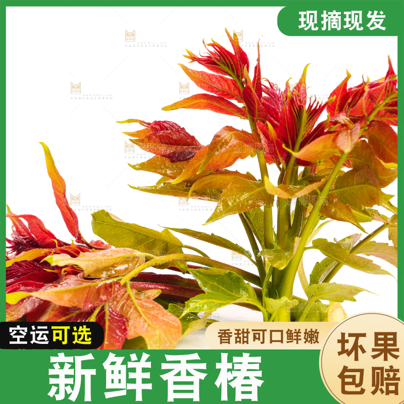 白底上摆放着香椿芽