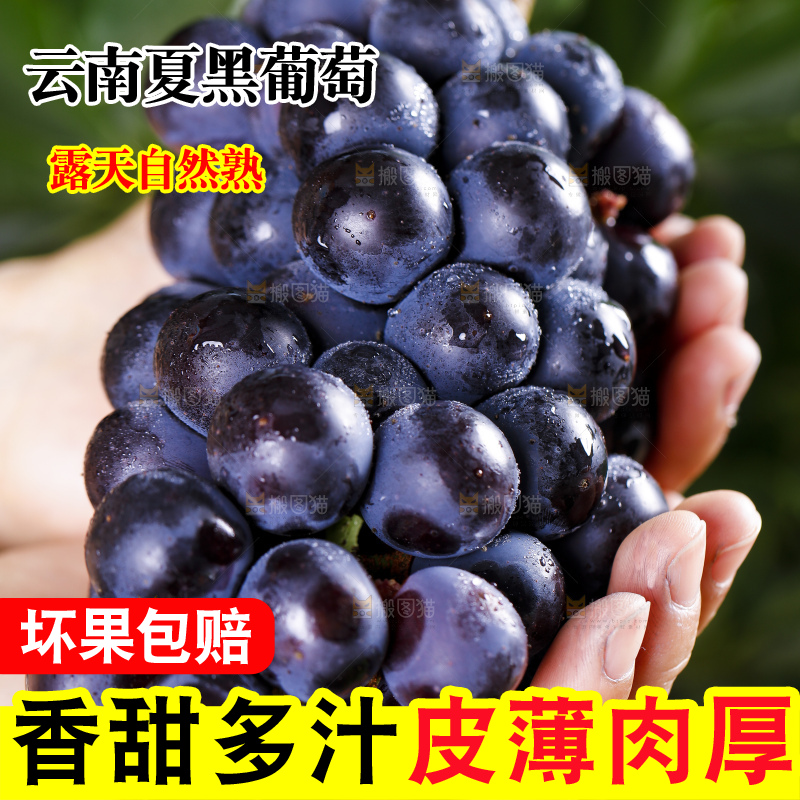 手里捧着夏黑无籽葡萄