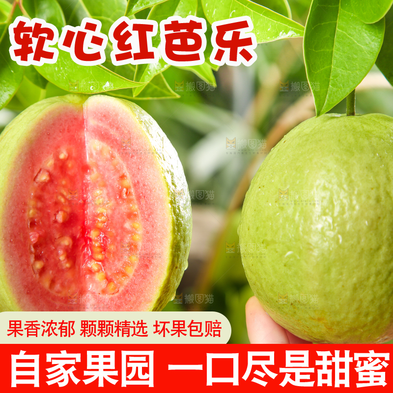 手里拿着红心番石榴