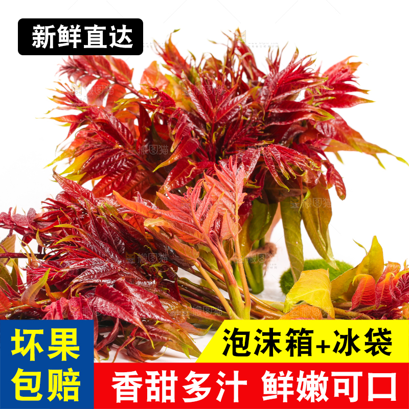 白底上摆放着香椿芽